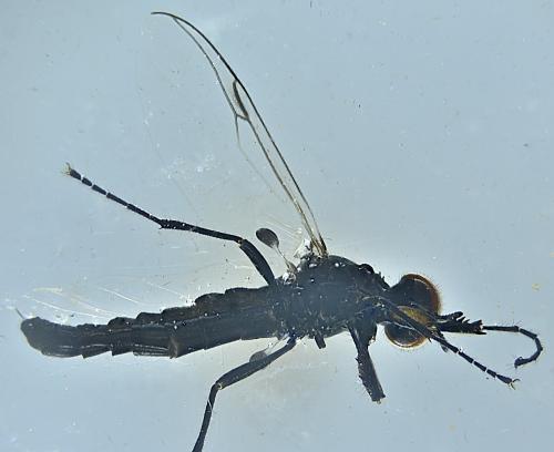 Dilophus clavicornus